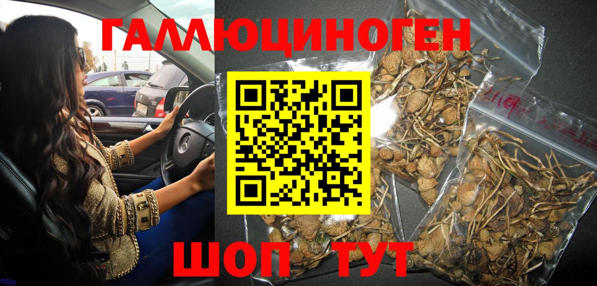 Новосибирск  Псилоцибиновые грибы Psilocybe  Вход с VPN 